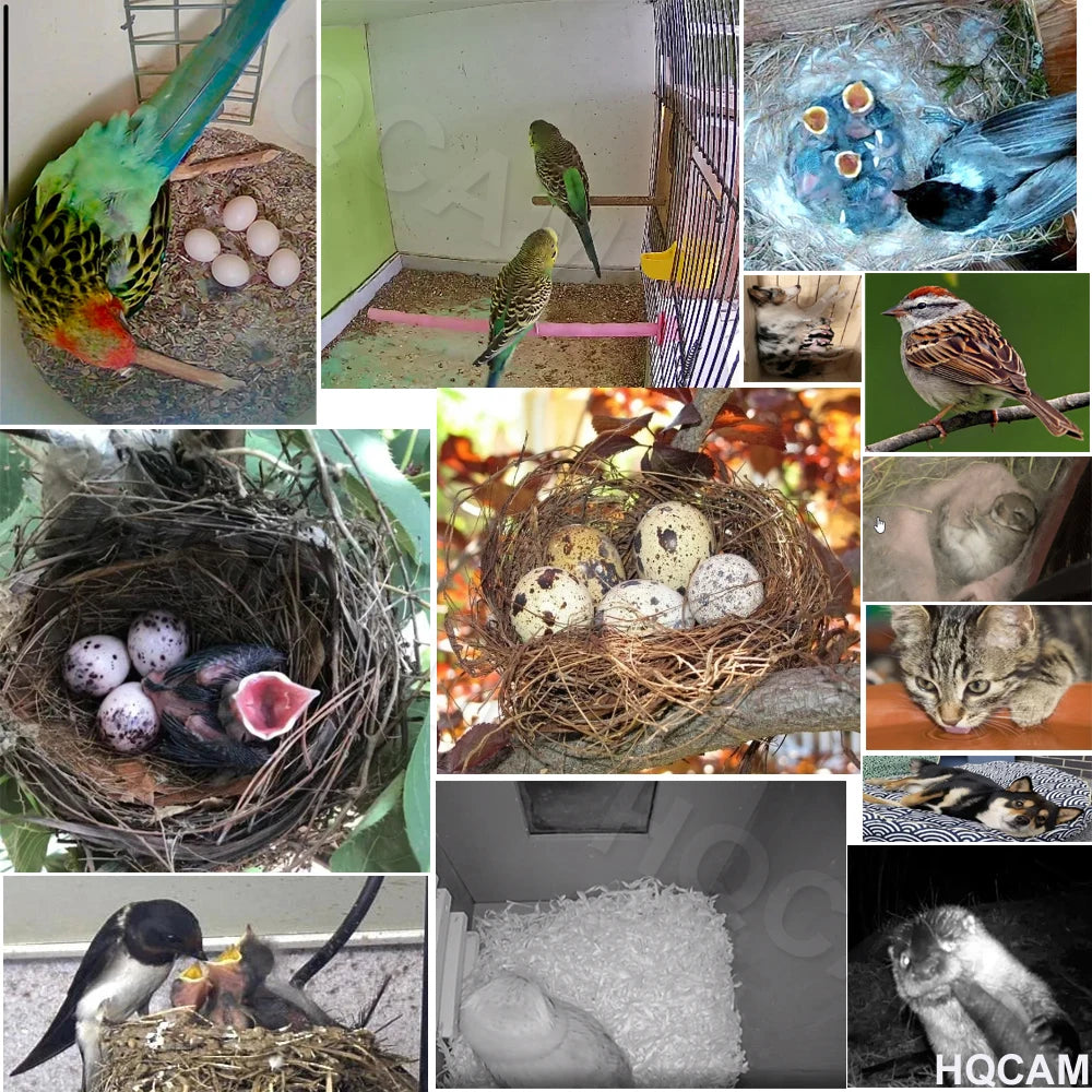 Observez vos oiseaux en direct ! Caméra WiFi 5 MP Nest-oo ViewCam™, vision nocturne, détection de mouvement et micro intégré. Installation facile sur tout nichoir.