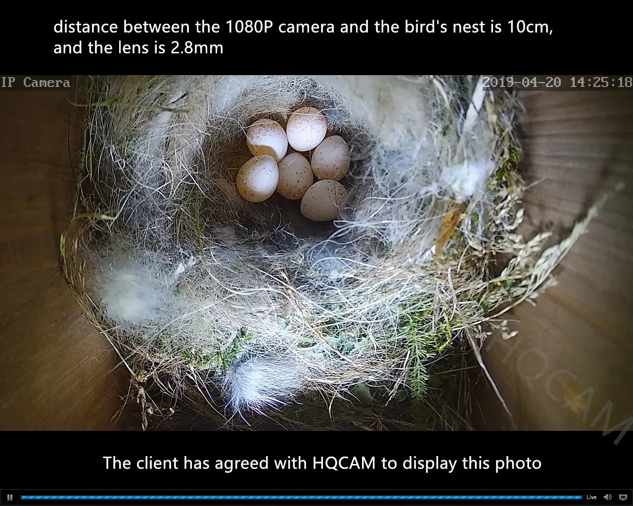 Observez vos oiseaux en direct ! Caméra WiFi 5 MP Nest-oo ViewCam™, vision nocturne, détection de mouvement et micro intégré. Installation facile sur tout nichoir.